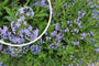 Bio-Beetpaket Marjon Nährstoffreicher Boden Sonnig