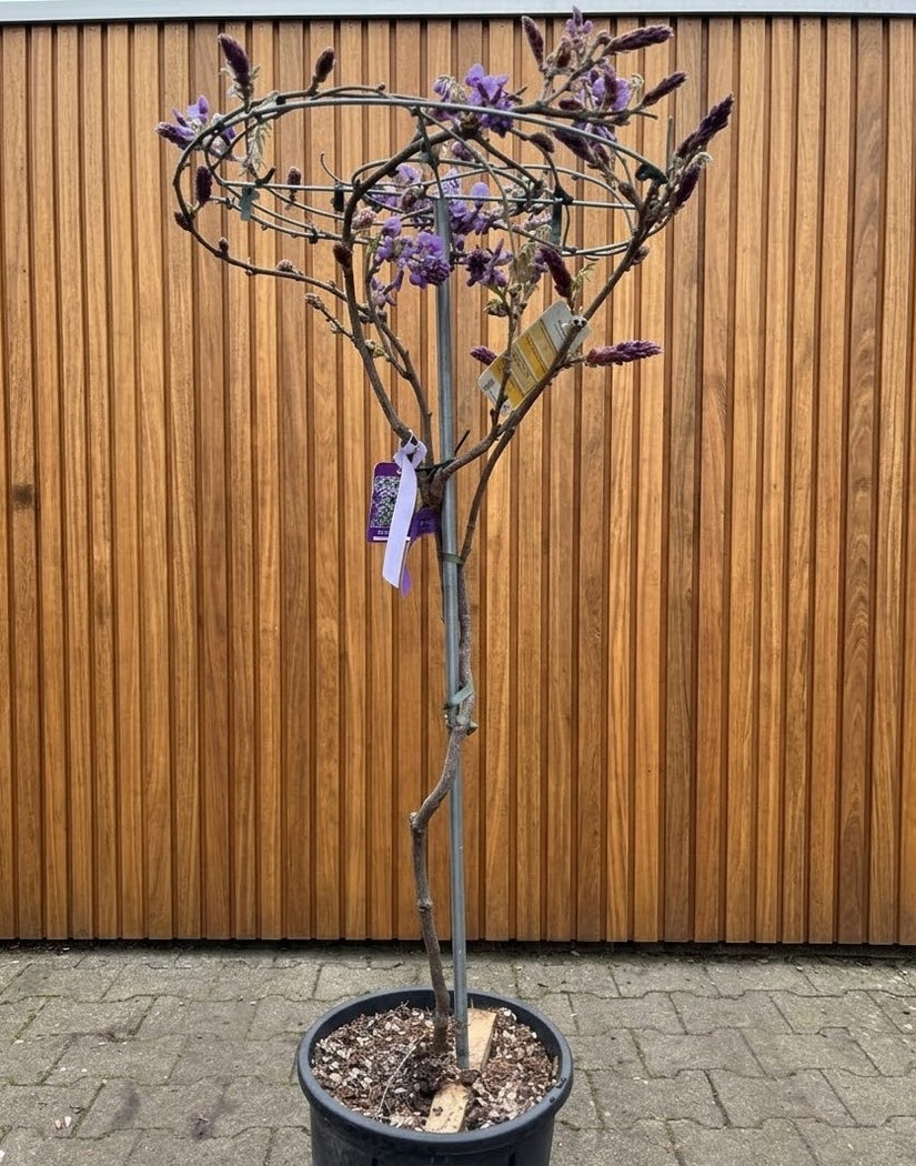 Glyzinie - Wisteria brachybotrys 'Iko Yama Fuji'