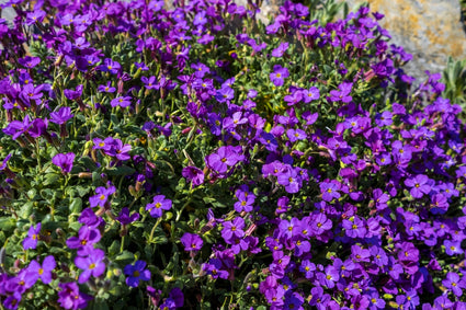 Blaukissen - Aubrieta gracilis 'Kitte'