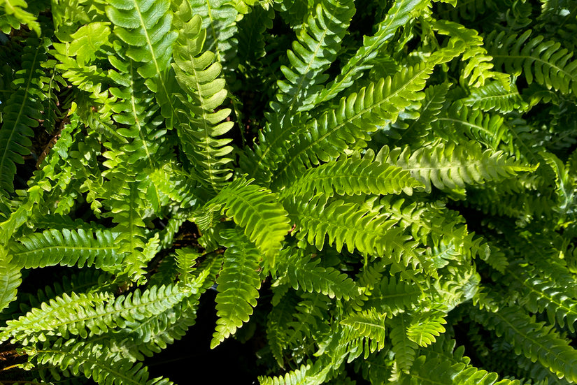 Gefülltes Laub - Blechnum penna-marina