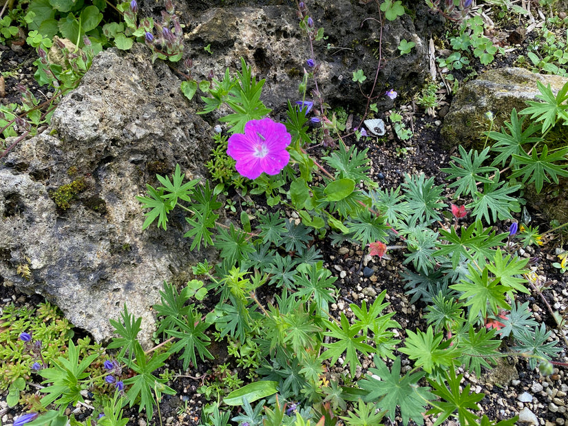 Blut-Storchschnabel - Geranium sanguineum