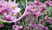 Herbst Anemone Weiß/Hellrosa (Höhe 80 cm)   Anemone x hybrida 'Königin Charlotte'