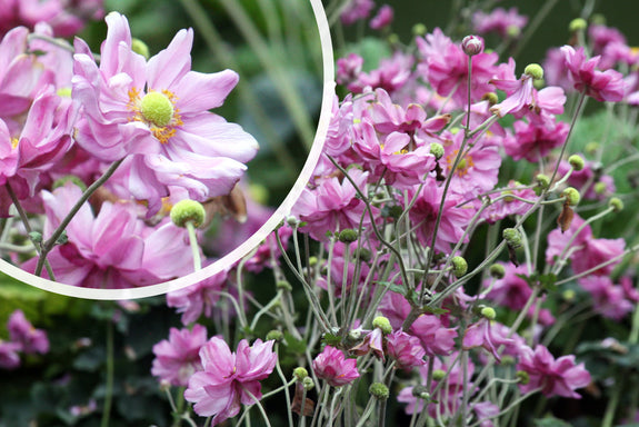 Herbst-Anemone Weiß/Hellrosa (Höhe 80 cm) - Anemone x hybrida 'Königin Charlotte'