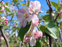 Bio-Apfelbaum - Malus domestica 'Jonagold' Kompakt, Halbstamm