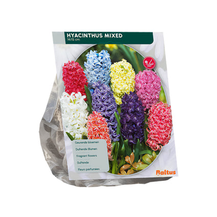 Hyazinthen-Mix gemischte Farben - 27 Blumenzwiebeln