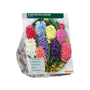 Hyazinthen-Mix gemischte Farben - 27 Blumenzwiebeln