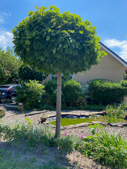 Spitzahorn - Acer platanoides 'Globosum'