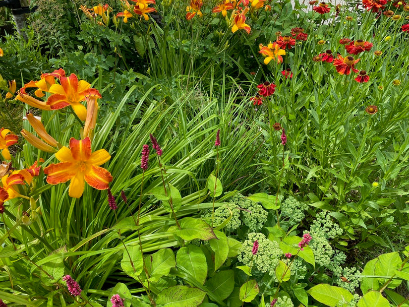 Taglilie - Hemerocallis 'Frans Hals'