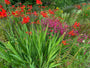 Montbretia - Crocosmia 'Lucifer' TIPP