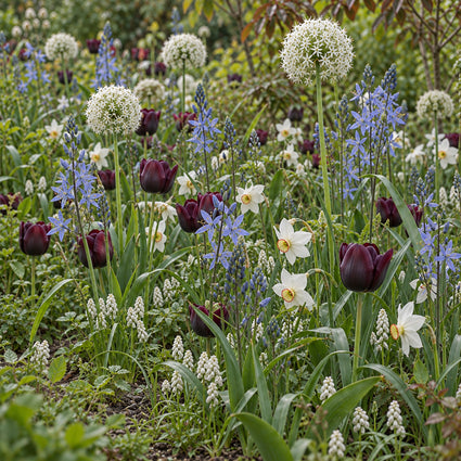 Krokus Botanische Mischfarben – 180 Blumenzwiebeln