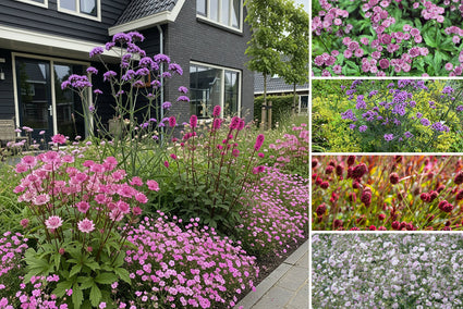 Beetpaket Ali - Sonniger Garten mit rosa/roten Tönen