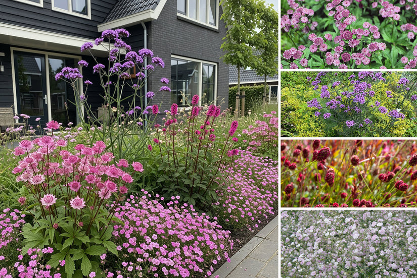Beetpaket Ali - Sonniger Garten mit rosa/roten Tönen