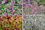 Beetpaket Ali - Sonniger Garten mit rosa/roten Tönen