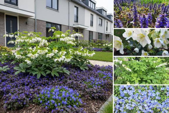 Beetpaket Annet – Frühblühende Gartenpflanzenmischung – Blau und Weiß – Teilweise Sonne