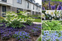 Beetpaket Annet – Frühblühende Gartenpflanzenmischung – Blau und Weiß – Teilweise Sonne