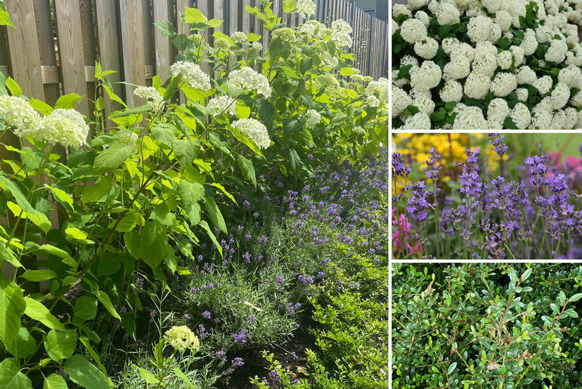 Beetpaket Carlijn – Hydrangea Annabelle, Lavendel und Ilex – Halbschatten und Sonne