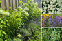 Beetpaket Carlijn – Hydrangea Annabelle, Lavendel und Ilex – Halbschatten und Sonne