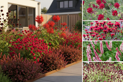 Beetpaket Dina - Stauden Präriegarten mit roten Blüten - So