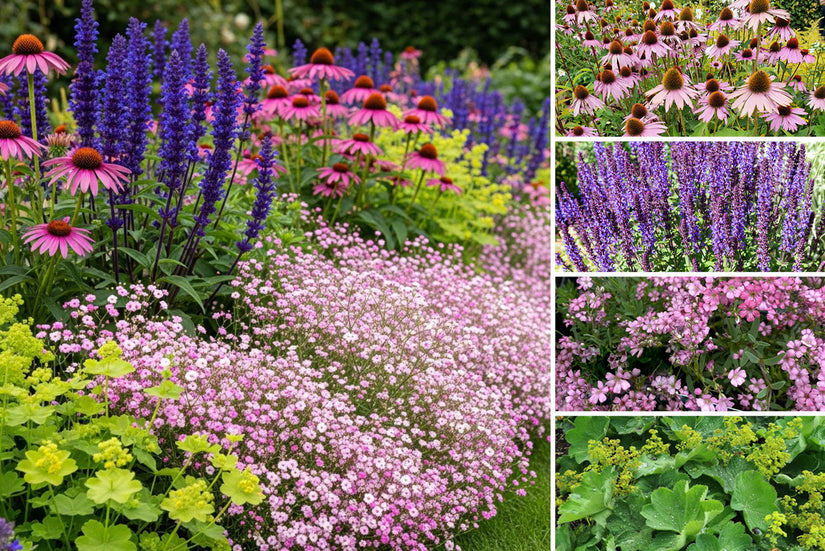 Borderplan Diny – Rabattenpaketsträucher für den kleinen Garten – Blütenfarbe Lila und Weiß – Halbschatten – Ab 3 m2