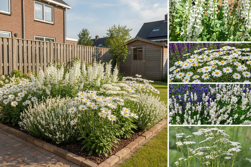 Beetpaket Evi - Mehrjähriges Pflanzenset mit bienenfreundlichen Gartenpflanzen - Weiß - Sonne