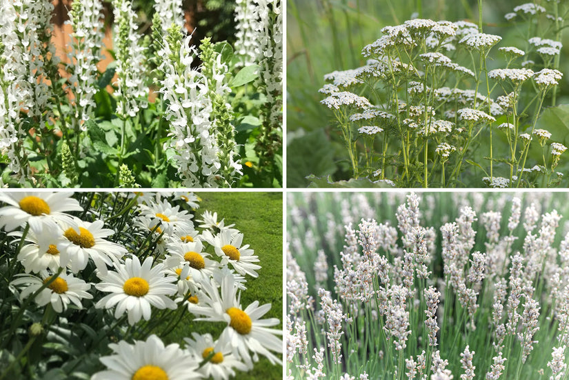 Beetpaket Evi - Mehrjähriges Pflanzenset mit bienenfreundlichen Gartenpflanzen - Weiß - Sonne