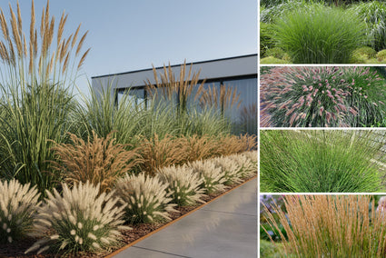 Beetpaket Guusje – Kombination aus 4 Ziergräserarten