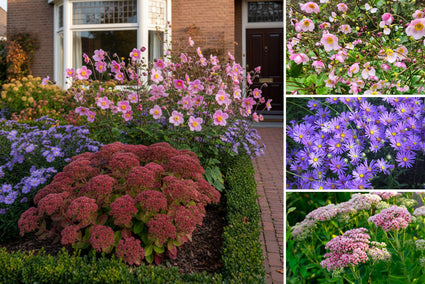 Beetplan Hanna - Mehrjähriges Beetpaket - Spätblühende Gartenpflanzen - Rosa - Herbstblühendes Beetpaket