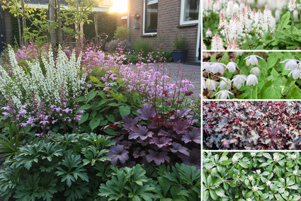 Staudenpaket Harm – Stärkster Bodendecker für Halbschatten und Schatten – pro m2