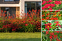 Beetpaket Julian - Bienenfreundliche Gartenpflanzen - Blüht Rot - Sonne