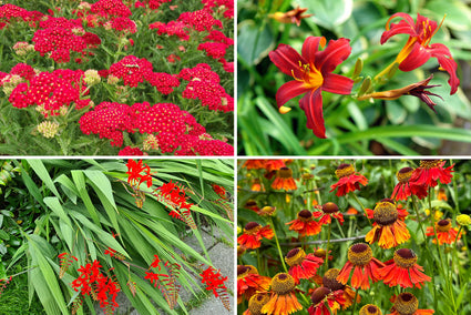 Randpaket Julian - Bienenfreundliche Gartenpflanzen - Blüht Rot - Sonne