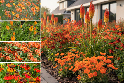 Beetpaket Levi - Stauden - Orangenblüten - Sonnenbeete