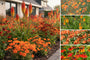 Beetpaket Levi - Stauden - Orangenblüten - Sonnenbeete