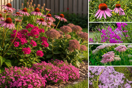 Staudenpaket Lieke – Bienenfreundliche Stauden – Rosa – Sonnenrabatten