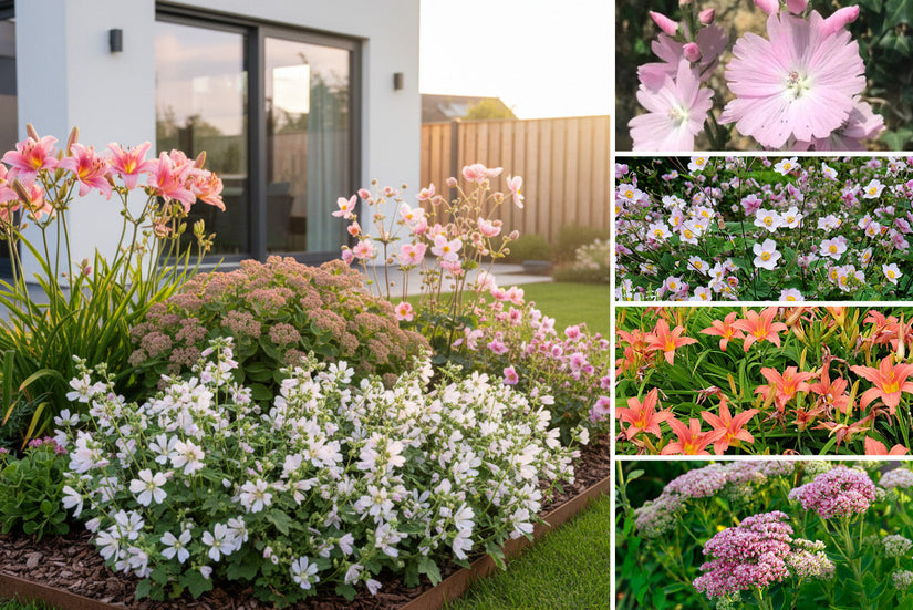 Rabattenpaket Lina - Staudenmischung Rosa Blüten - Sonnenrabatten