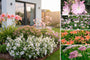 Rabattenpaket Lina - Staudenmischung Rosa Blüten - Sonnenrabatten