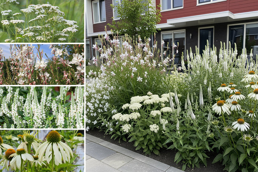Beetpaket Maaike – Präriegarten mit Stauden Weiß – Präriebeet – Sonne