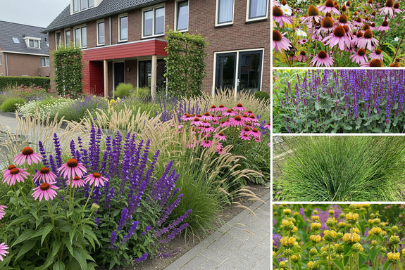 Staudenpaket Mara – Pflegeleichter Präriegarten – Halbschatten und Sonne