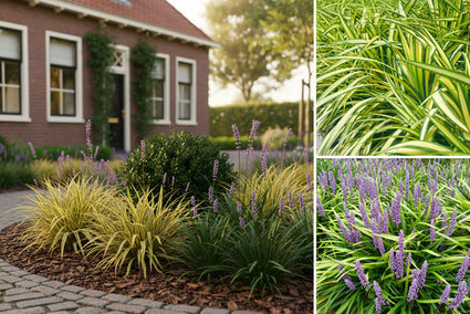 Beetpaket Marieke – Niedrig wachsende Ziergräser für den Schatten