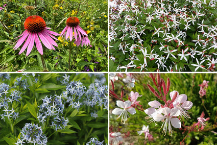 Beetpaket Mohammed - Natürlicher, sonniger Garten