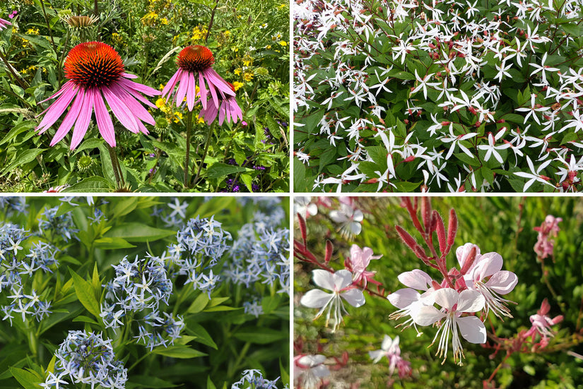 Beetpaket Mohammed - Natürlicher, sonniger Garten
