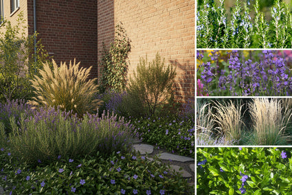 Beetpaket Nienke - Schmaler Beet- oder Fassadengarten - Schmetterlinge und Bienen - Immergrün