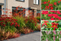 Beetpaket Noa - Stauden - Rote Blüte - Sonne und Halbschatten