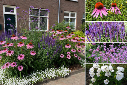 Beetplan Ricky Angebot – Beetpaket für den sonnigen Garten – Lila &amp; Gelb