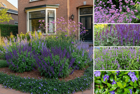 Staudenpaket Sanne - Stauden für Bienen - Bienenfreundliche Gartenpflanzen - Lila - Sonne