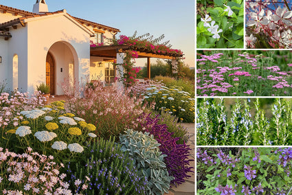 Silvio-Beetpaket – Mediterrane Gartenpflanzen – Rosa & Weiß – Sonne