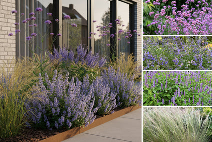 Beetpaket Suus – pflegeleichte Stauden für den Präriegarten, violett blühend