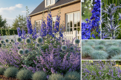Beetpaket Thomas - Staudenmischung, blaue Blüten - Teilweise Sonne