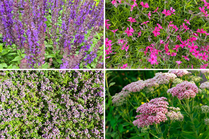 Beetpaket Willemijn – Beetpaket mit pflegeleichten Gartenpflanzen für Vögel, Schmetterlinge und Bienen – Halbschatten und Sonne – Lila, Blau und Rosa