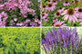 Borderplan Diny – Rabattenpaketsträucher für den kleinen Garten – Blütenfarbe Lila und Weiß – Halbschatten – Ab 3 m2
