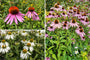 Beetpaket Floortje – Präriebeet-Sonnenhut in Rosa und Weiß – Halbschatten und Sonne